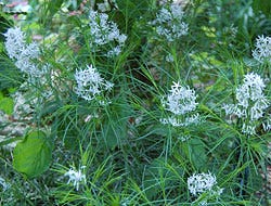 Walkway Plants--Arkansas Blue Star-Amsonia Hubrichtii